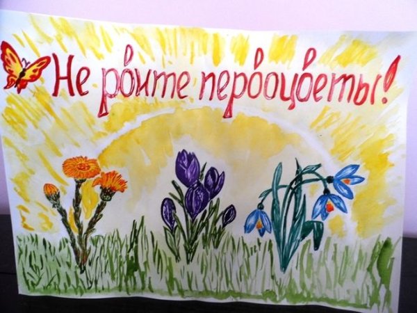 Плакат в защиту первоцветов