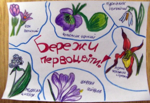 Плакат в защиту первоцветов