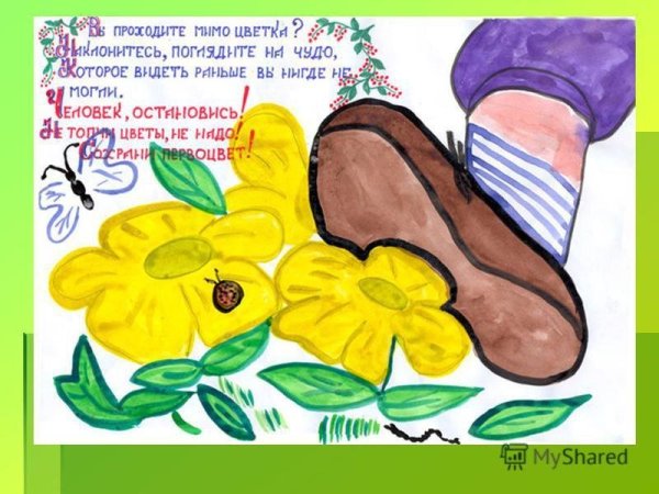 Плакат в защиту первоцветов
