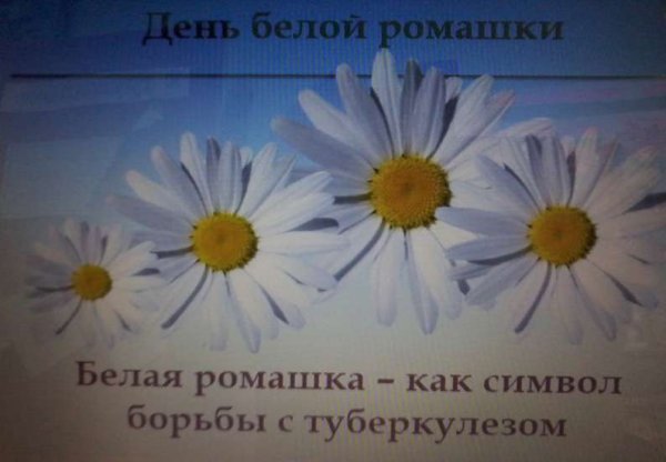 Конкурс белая Ромашка против туберкулеза