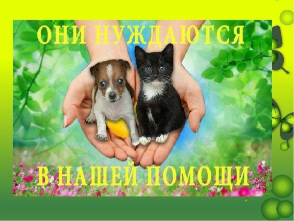 Животные планеты земля