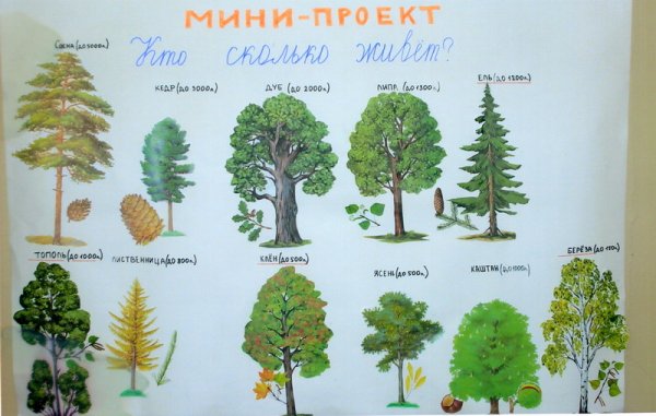 Лиственные деревья плакат для детей