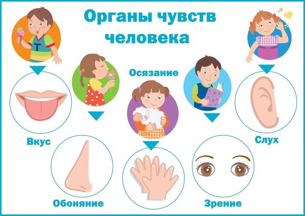 Органы чувств задания для дошкольников