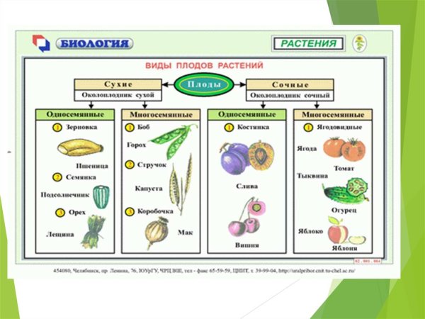 Таблица по теме плоды по биологии 6 класс