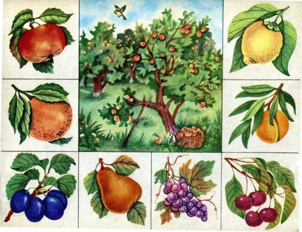 Лото что где растет в саду