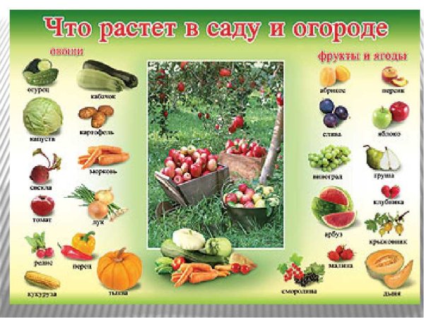 Что растет в саду