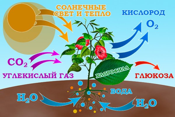 Круговорот веществ в природе кислород