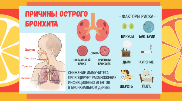 Лёгкие органы дыхания