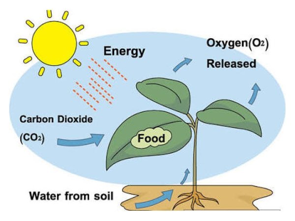 Фотосинтез схема на английском