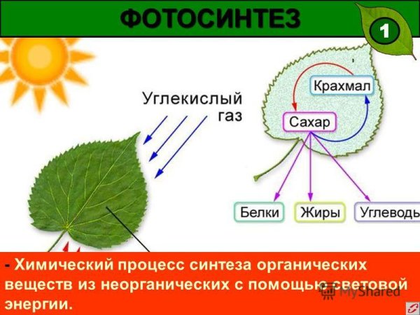 Схема фотосинтеза у растений