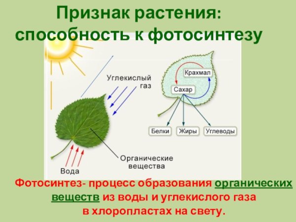 Как происходит фотосинтез у растений