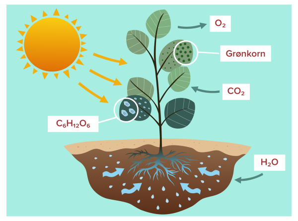 Фотосинтез по биологии
