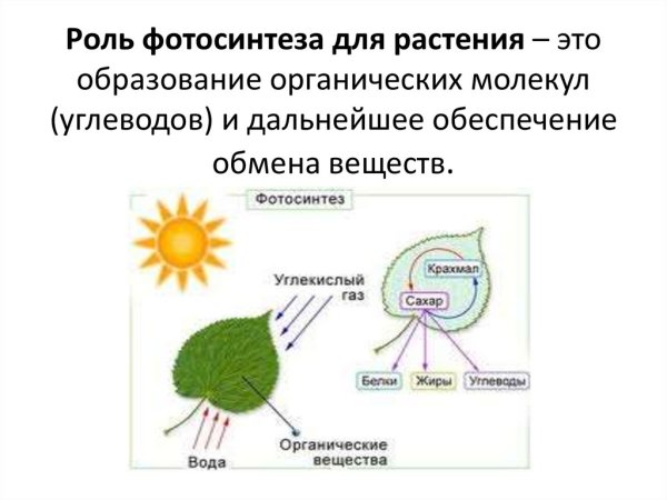 Процесс фотосинтеза у растений схема