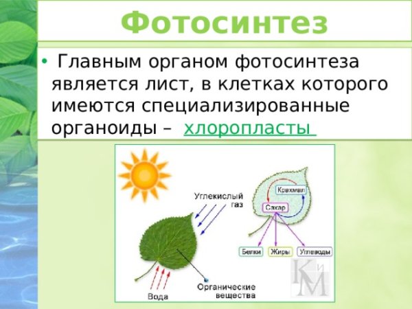 Схема процесса фотосинтеза