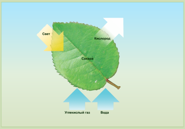 Схема фотосинтеза и дыхания растений