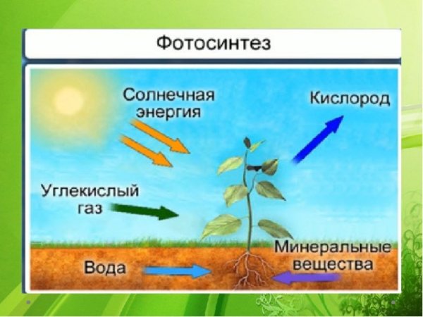 Фотосинтез растений 6 класс биология
