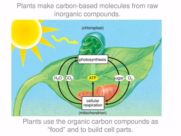 Схема питания растений 5 класс