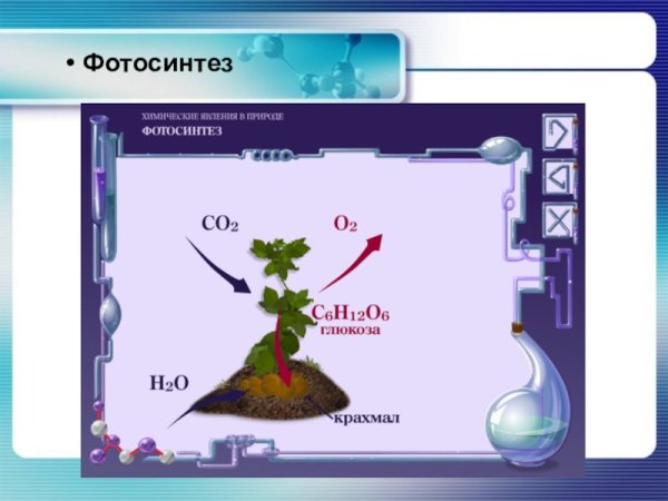 Фотосинтез растений