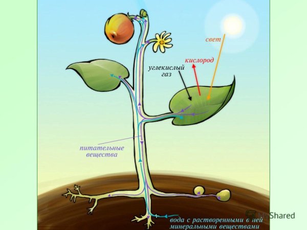 Схема фотосинтеза 6 класс биология схема