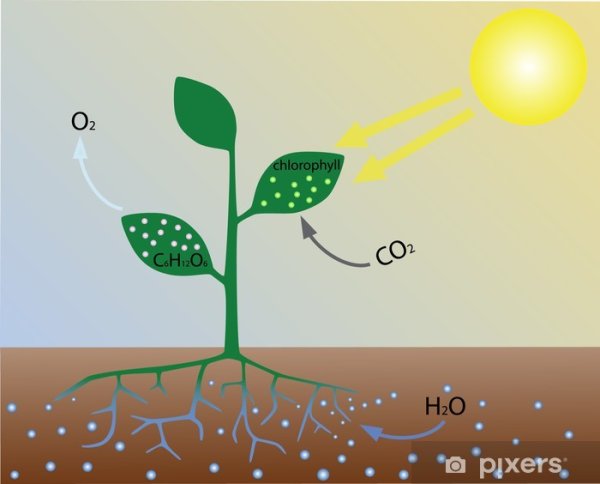 Процесс фотосинтеза 6 класс биология