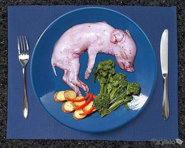 Вегетарианство животные