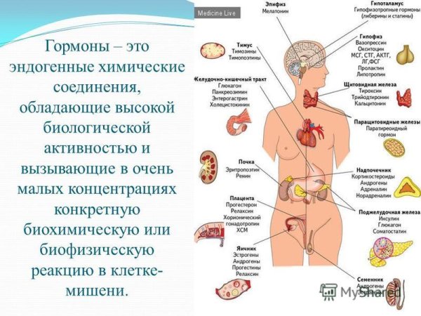 Схема строения эндокринной системы