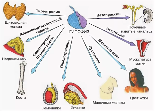 Гормоны гипофиза и органы мишени