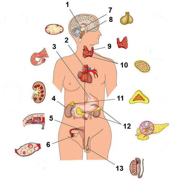 Изображение желез внутренней секреции