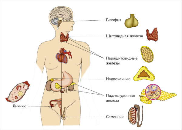 Схема желез внутренней секреции