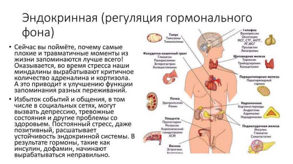 Гормональная регуляция функций организма