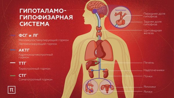 Гормональная система