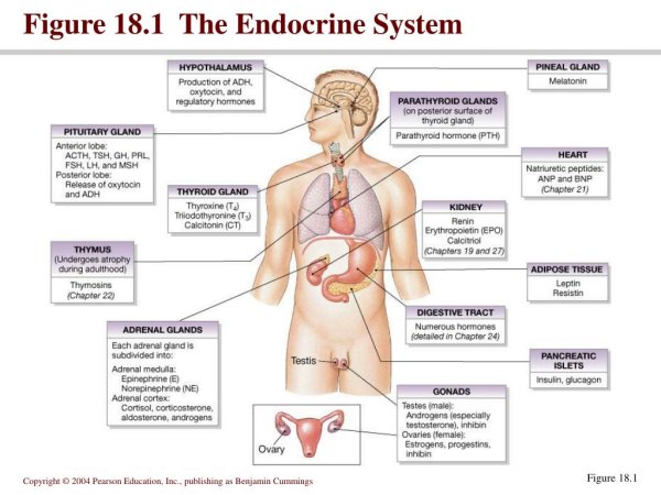 Эндокринные железы на английском