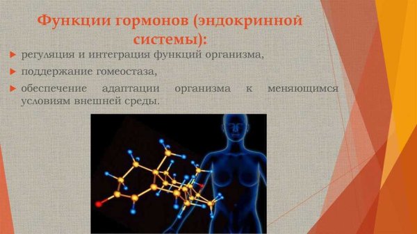 Гормоны эндокринной системы