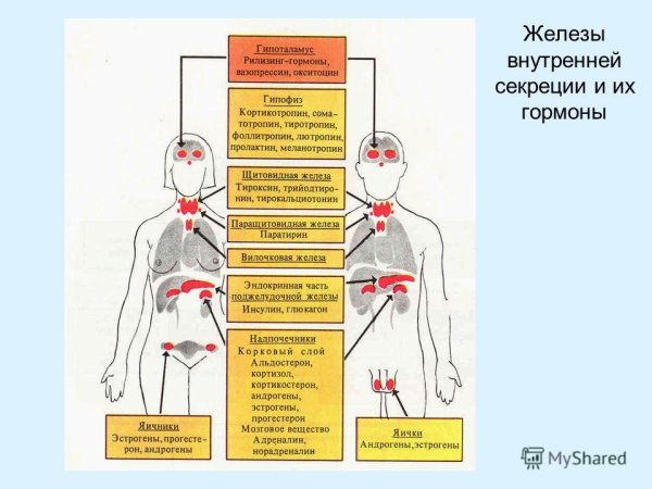 Функции желез внутренней секреции физиология