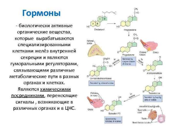 Биологические активные соединения ферменты витамины гормоны