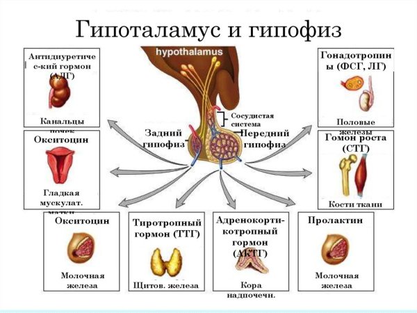 Гонадотропные гормоны гипофиза органы-мишени