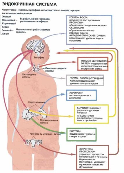 Эндокринная система вырабатывает гормоны