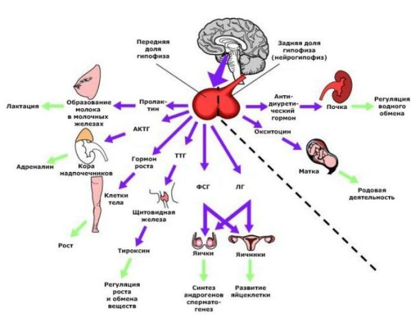 Гипофиз синдром Шихана