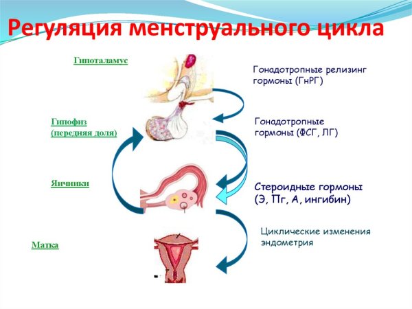 Уровни гормонов менструационного цикла схема