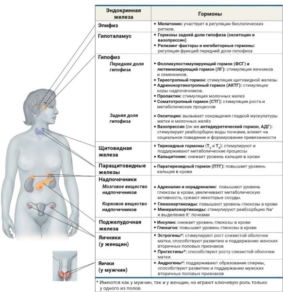 Железы внутренней секреции человека и их гормоны