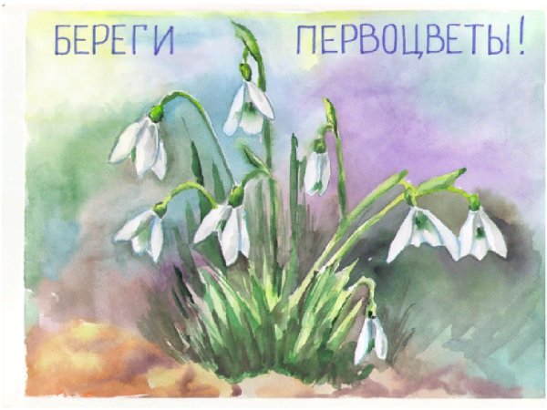 Сбережем первоцветы