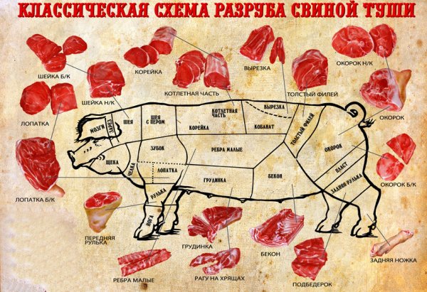 Классификация схема разруба говяжьей туши