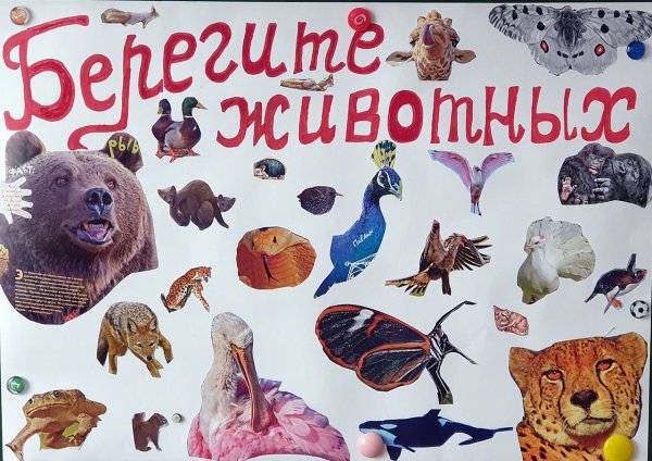 Плакаты о защите природы и животных