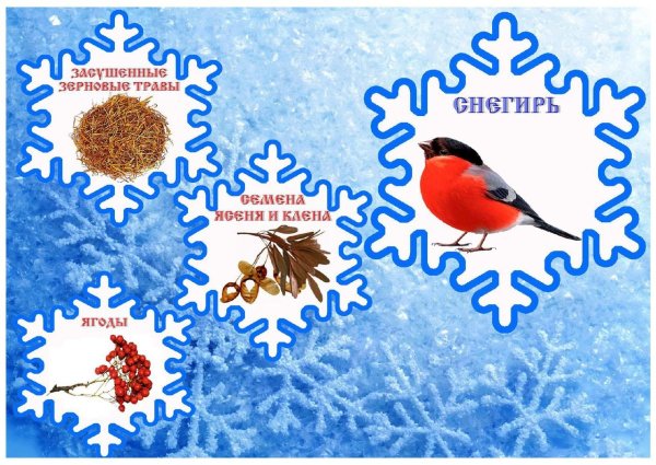 Акция кормушка для птиц