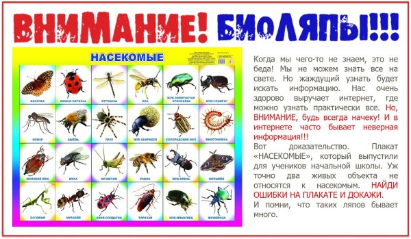 Плакат. Насекомые