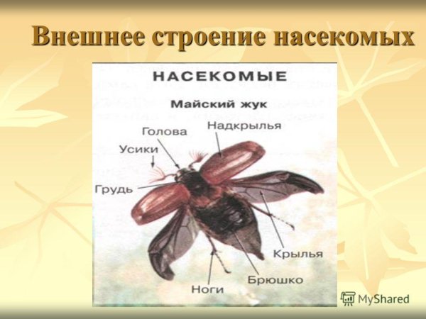 Насекомые названия