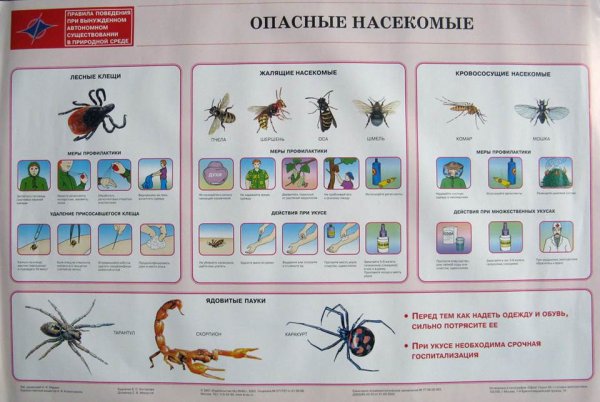 Детский плакат насекомые