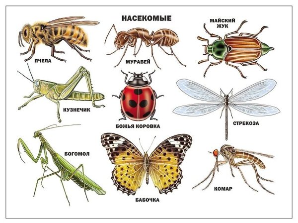 Прямокрылые и Двукрылые