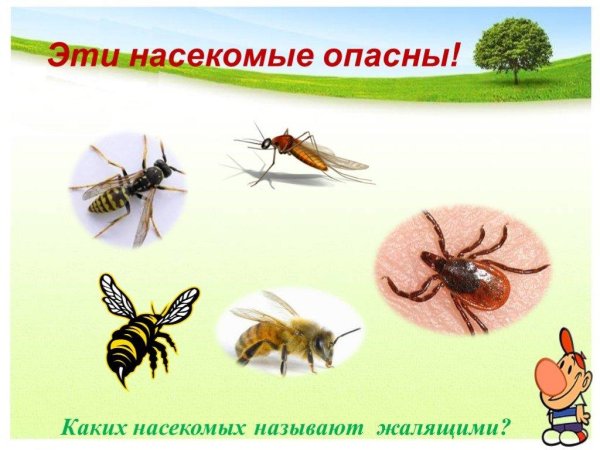 Общие признаки класса насекомых 7 класс