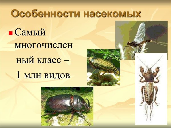 Насекомые биология строение